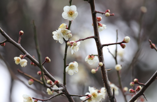 ume.jpg