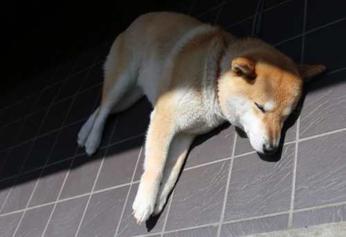inu02.jpg